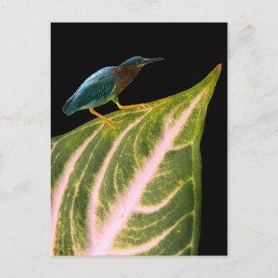 Heron und Leaf Print, Value Poster Paper (Matte) Feiertagspostkarte