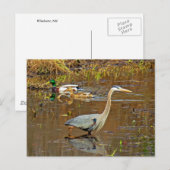 Heron und Mallards Postkarte (Vorne/Hinten)