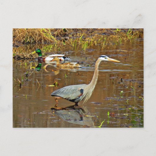 Heron und Mallards Postkarte (Vorderseite)