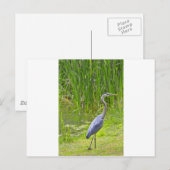 Heron Walk Postkarte (Vorne/Hinten)