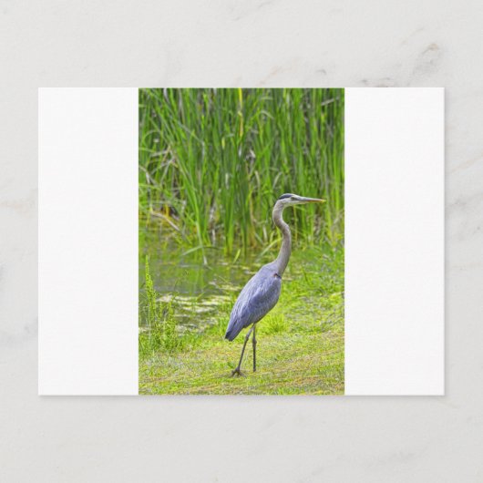 Heron Walk Postkarte (Vorderseite)