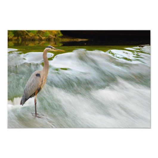 Heronfischerei bei Olmstead Falls, Ohio Fotodruck (Vorne)