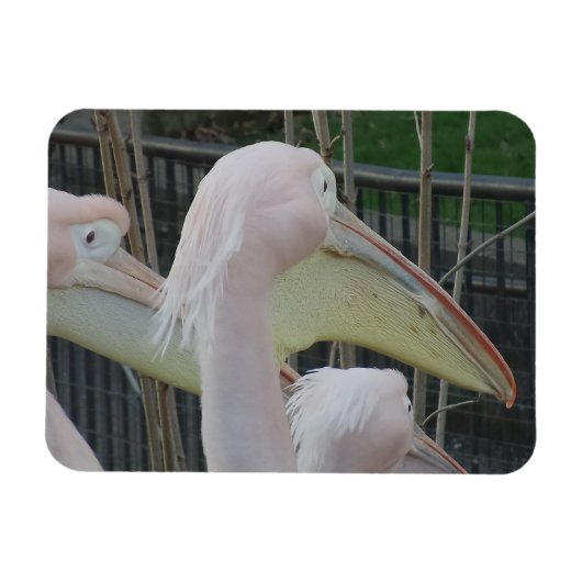 Herons 3"x4" Magnet (Horizontal)