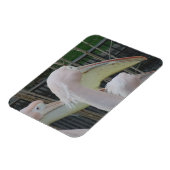 Herons 3"x4" Magnet (Linke Seite)