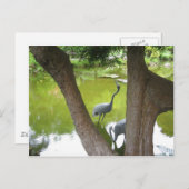 Herons Postkarte (Vorne/Hinten)