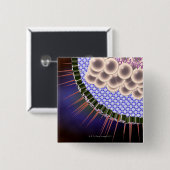 Herpes Virus Button (Vorne & Hinten)