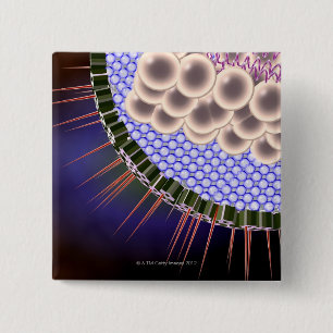 Herpes Virus Button