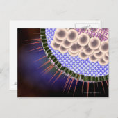 Herpes Virus Postkarte (Vorne/Hinten)