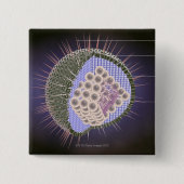 Herpes-Virus-Struktur Button (Vorderseite)