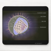 Herpes-Virusstruktur Mousepad (Vorne)