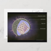 Herpes-Virusstruktur Postkarte (Vorne/Hinten)