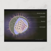 Herpes-Virusstruktur Postkarte (Vorderseite)