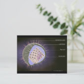 Herpes-Virusstruktur Postkarte (Stehend Vorderseite)