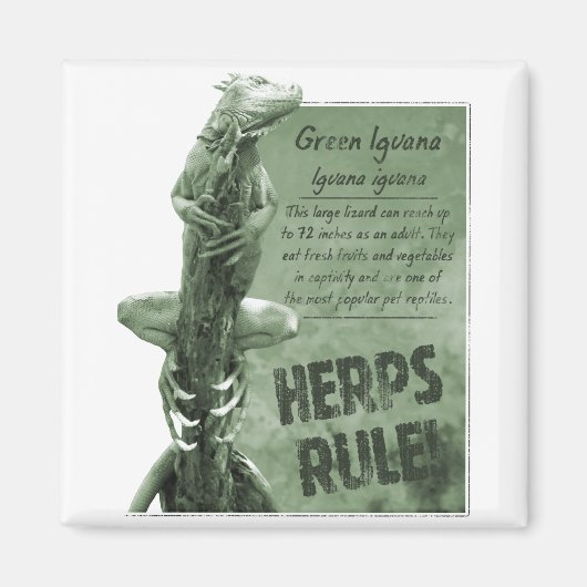 Herps Rule Iguana Magnet (Vorne)