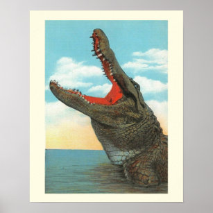 Herr Alligator Poster