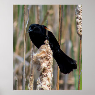 Herr Amsel Poster