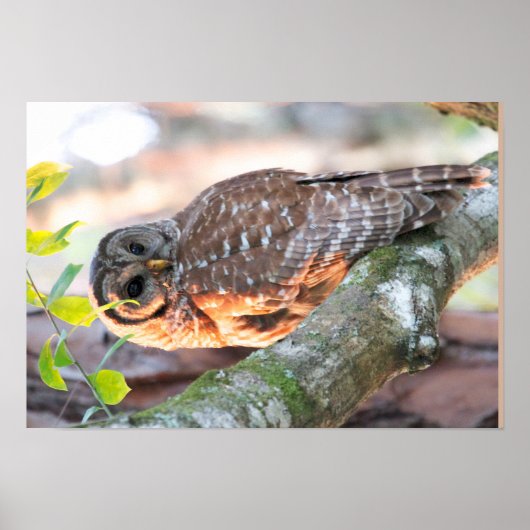 Herr Barred Owl at Sunset (Oil Effect v2) Poster (Vorne)