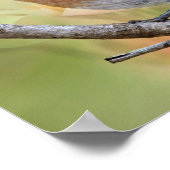 Herr Beautiful Bluebird Poster (Ecke)