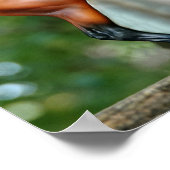 Herr Bickles Das Eichhörnchenplakat mit Empres Poster (Ecke)