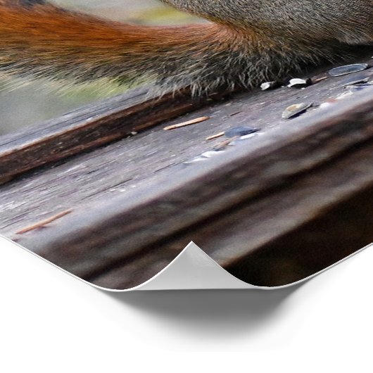 Herr Bickles Das Eichhörnchenplakat Poster (Ecke)