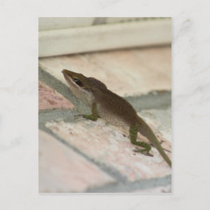 Herr Brown Lizard Postkarte