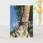 Herr Crustacean AKA Lobster Leiter ... Buddhist He Karte (Gelbe Blume)