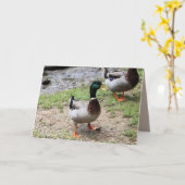 Herr Duck Karte (Gelbe Blume)