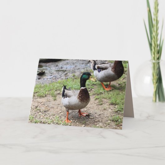 Herr Duck Karte (Vorderseite)