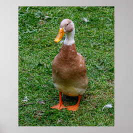 Herr Duck Poster