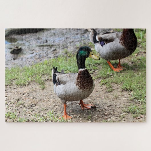 Herr Duck Puzzle (Horizontal)
