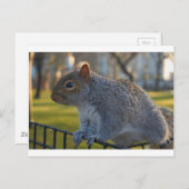 Herr Eichhörnchen, gut aussehend, Battery Park, NY Postkarte (Vorne/Hinten)