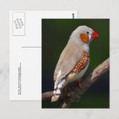 Herr Finch Postcard Postkarte (Vorne/Hinten)