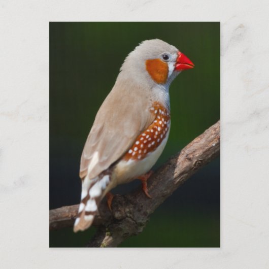 Herr-Finch-Postkarte Postkarte (Vorderseite)