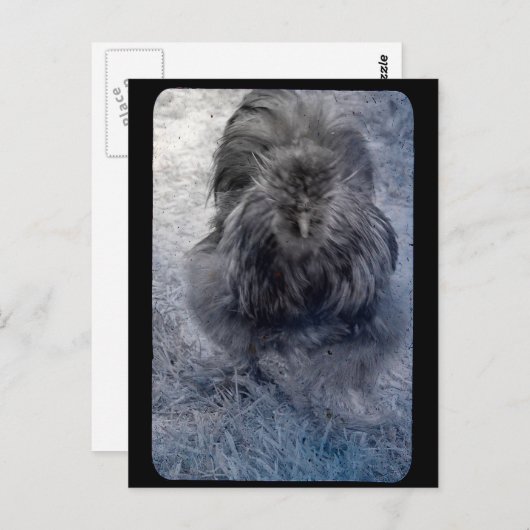 Herr Fluffy Silkie Rooster Postkarte (Vorne/Hinten)