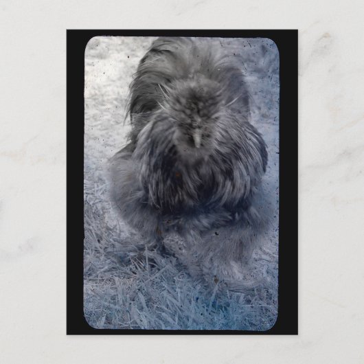 Herr Fluffy Silkie Rooster Postkarte (Vorderseite)