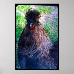 Herr Fluffy the Silkie Rooster Poster