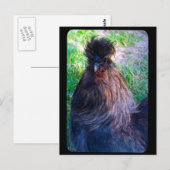Herr Fluffy the Silkie Rooster Postkarte (Vorne/Hinten)