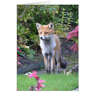 Herr Fox