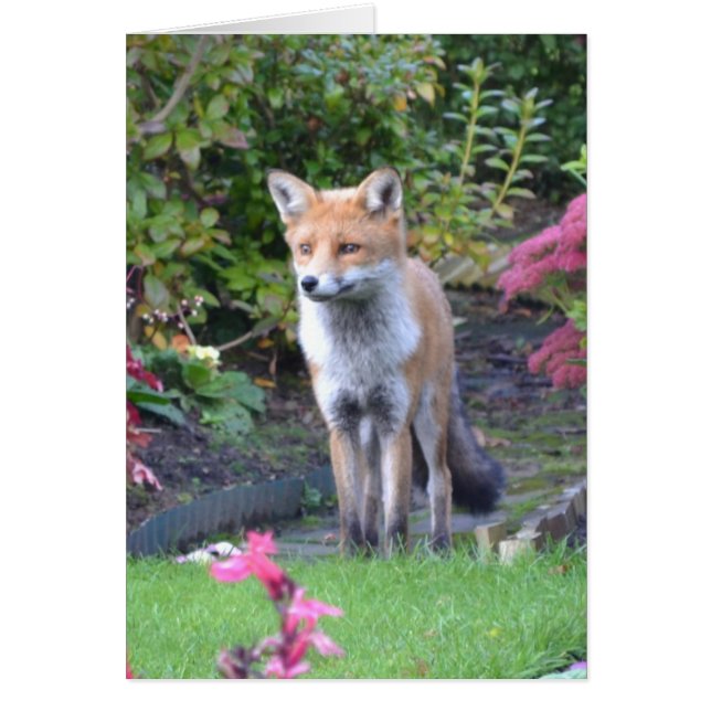 Herr Fox (Vorne)