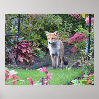 Herr Fox Poster