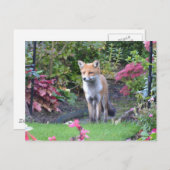 Herr Fox Postkarte (Vorne/Hinten)