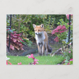 Herr Fox Postkarte