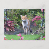 Herr Fox Postkarte (Vorderseite)