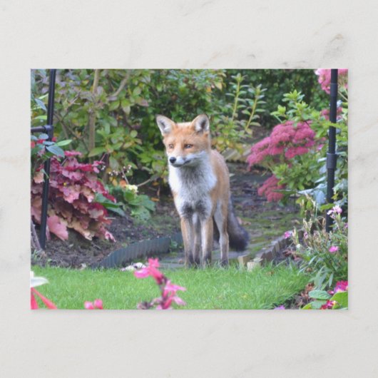 Herr Fox Postkarte (Vorderseite)