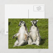 Herr & Frau Lemur Postkarte (Vorne/Hinten)