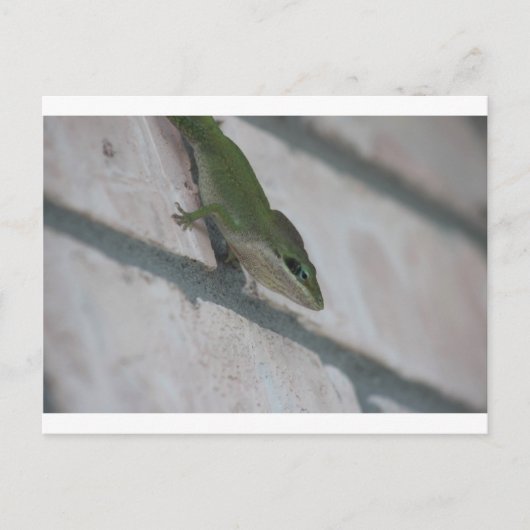Herr Green Lizard Postkarte (Vorderseite)