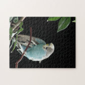 Herr Jill Budgie Puzzle (Horizontal)