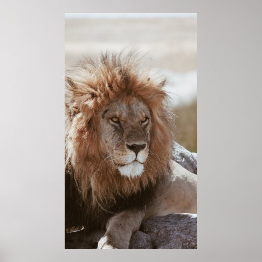 HERR LION POSTER (Vorne)
