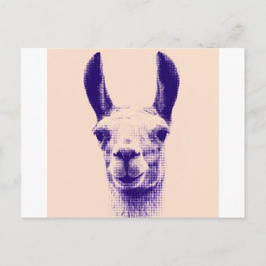 Herr Llama Postkarte (Vorderseite)