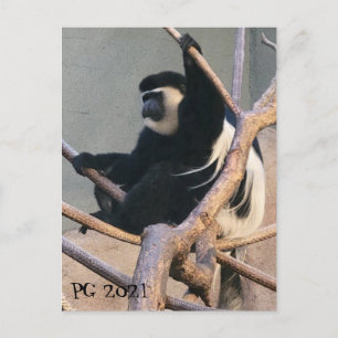 Herr Monkey Postkarte